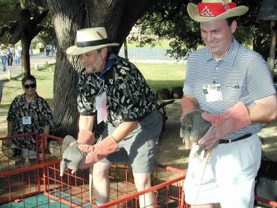 Rotary Rodeo in Welfare's Don Strange Ranch - Armadillo Races